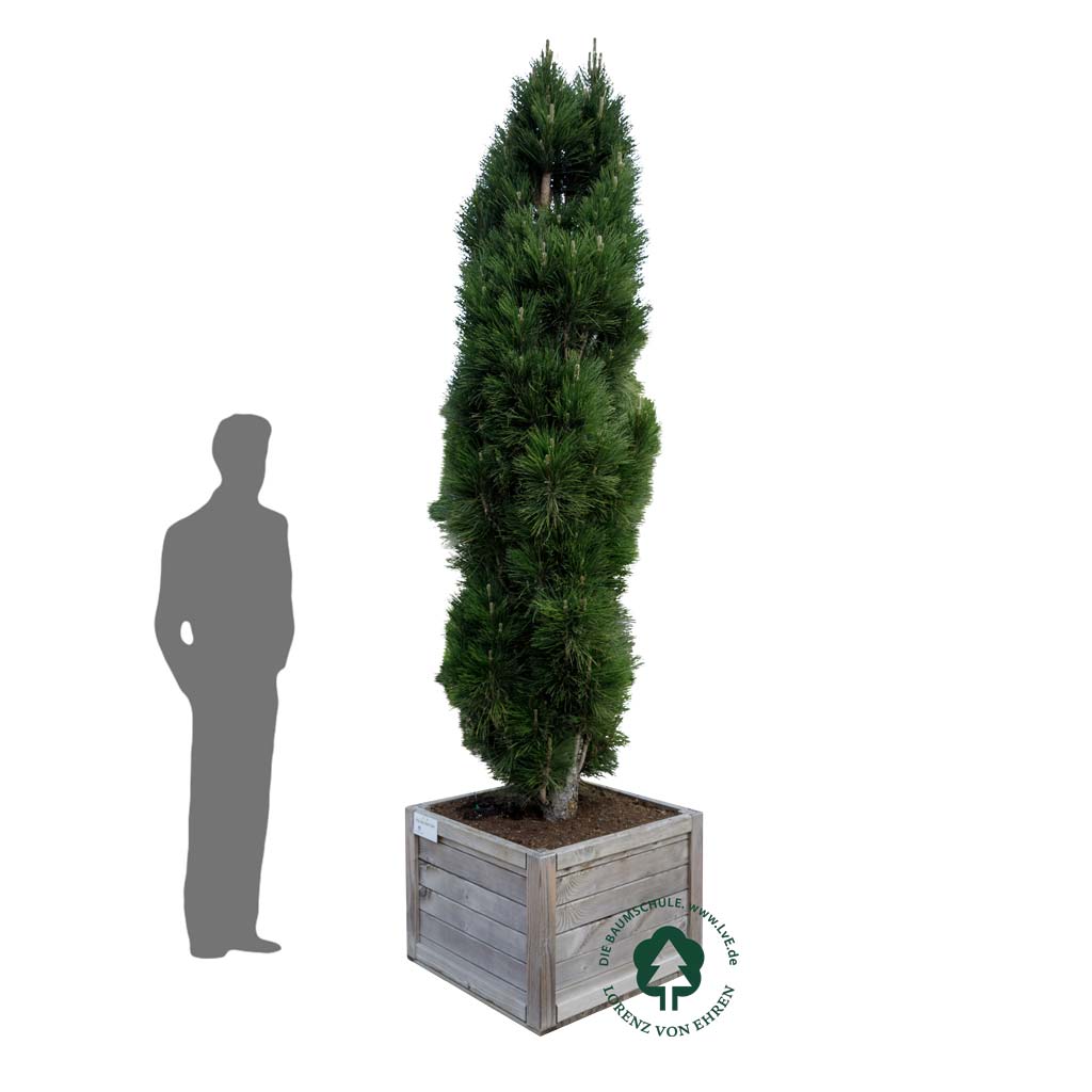 Säulenförmige Schwarz-Kiefer