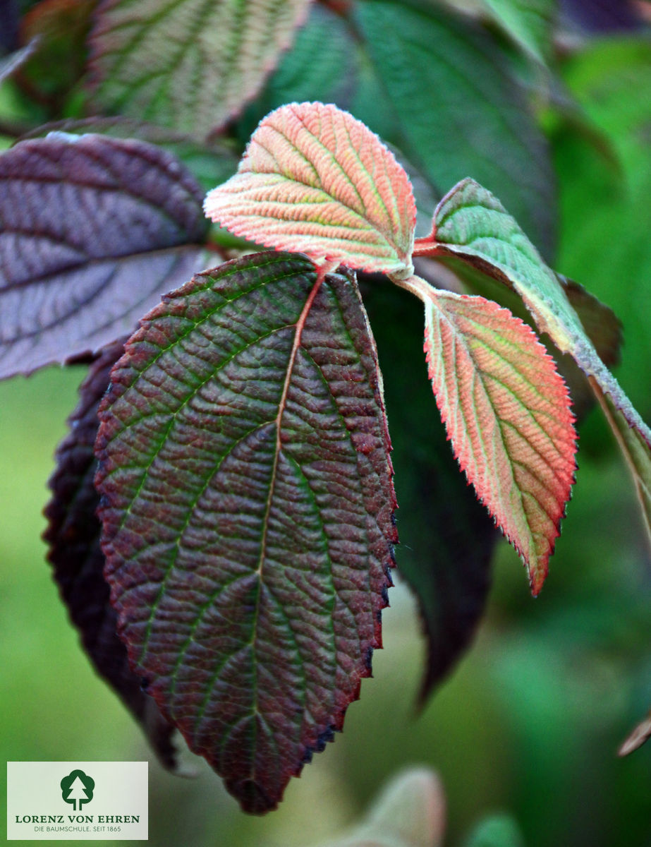 Viburnum plicatum 'Mariesii'