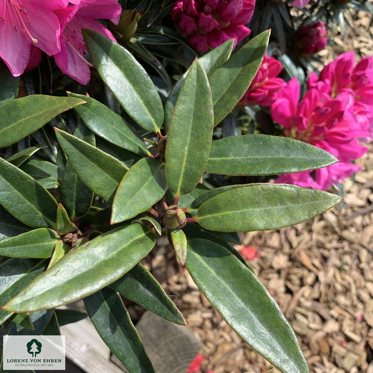 Rhododendron ponticum 'Graziella'