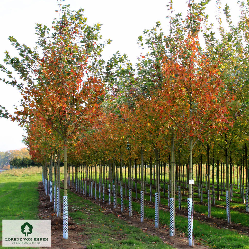 Acer rubrum 'Red Sunset'