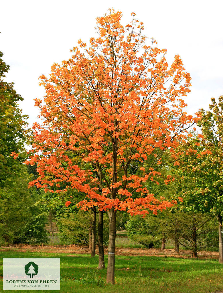 Acer platanoides 'Emerald Queen'