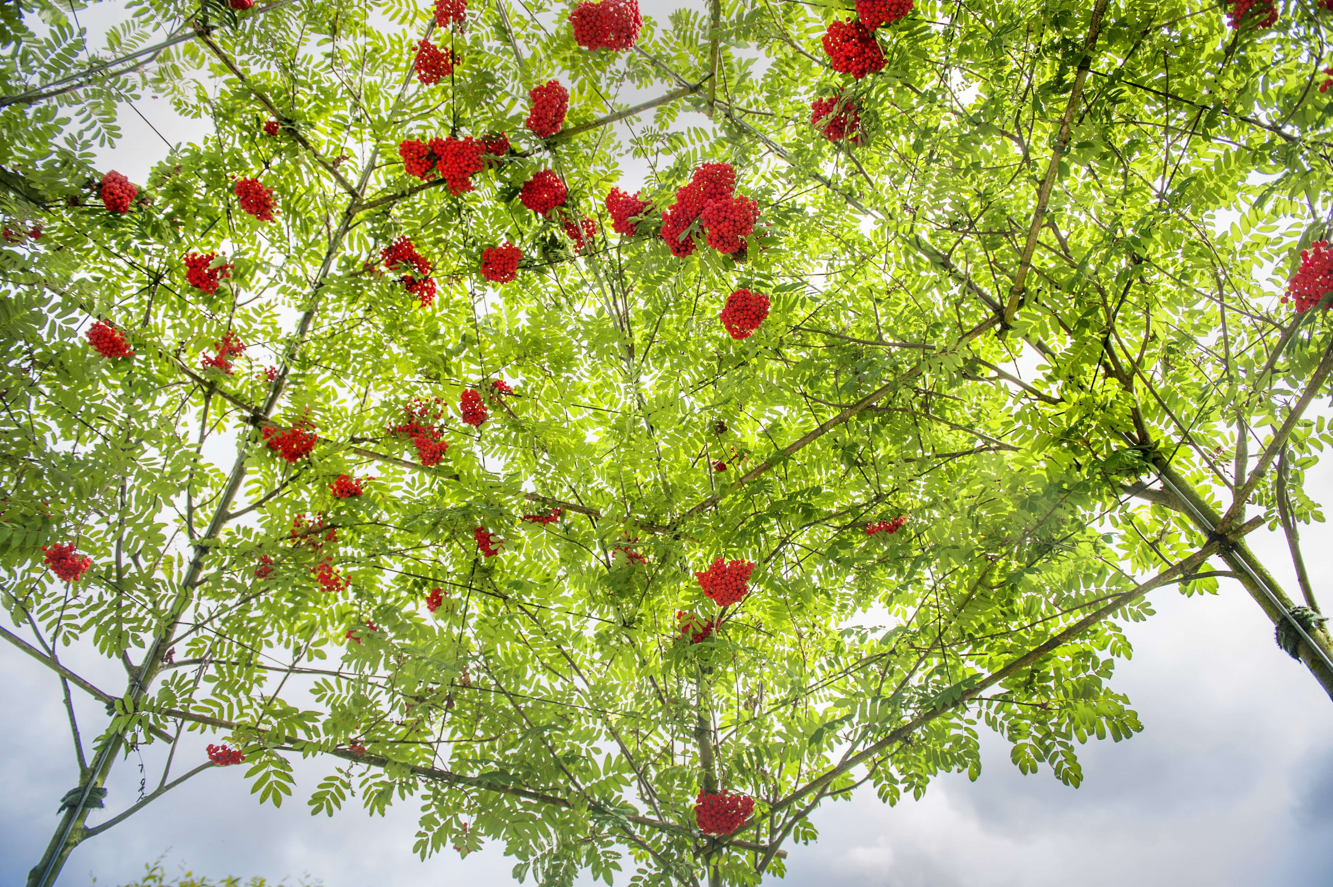 Sorbus aucuparia 'Rossica Major'