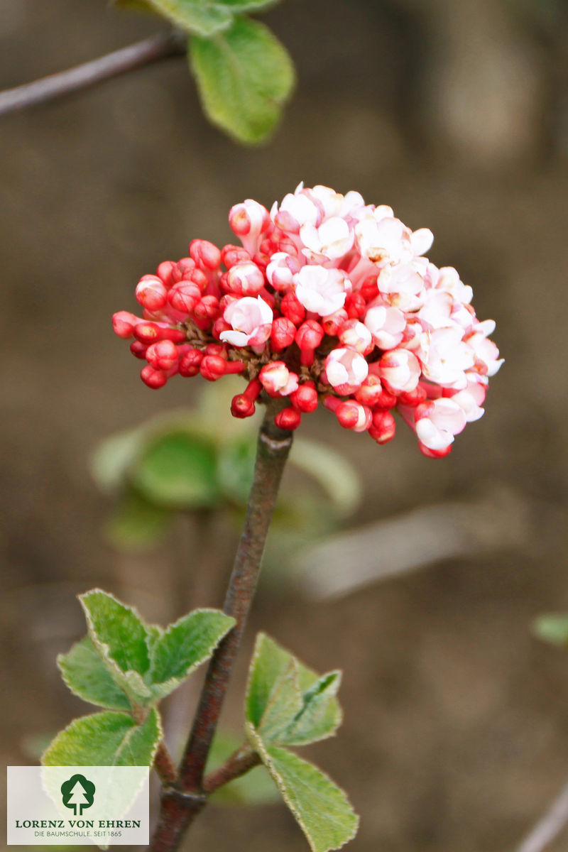 Viburnum carlesii