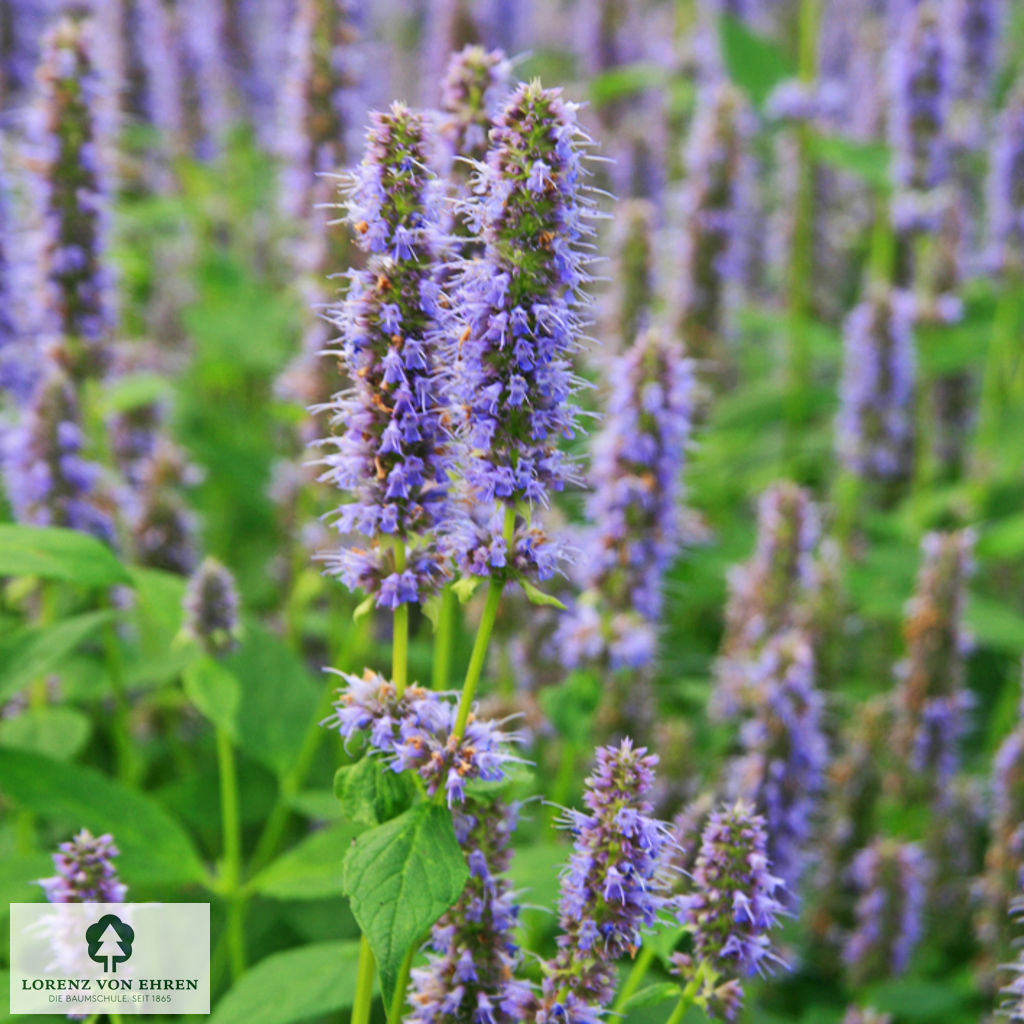 Agastache rugosa 'Blue Fortune'