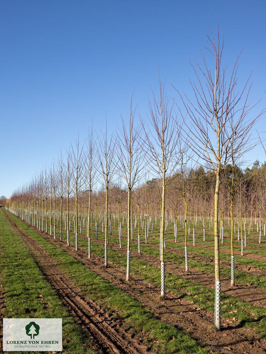 Tilia platyphyllos 'Rubra'