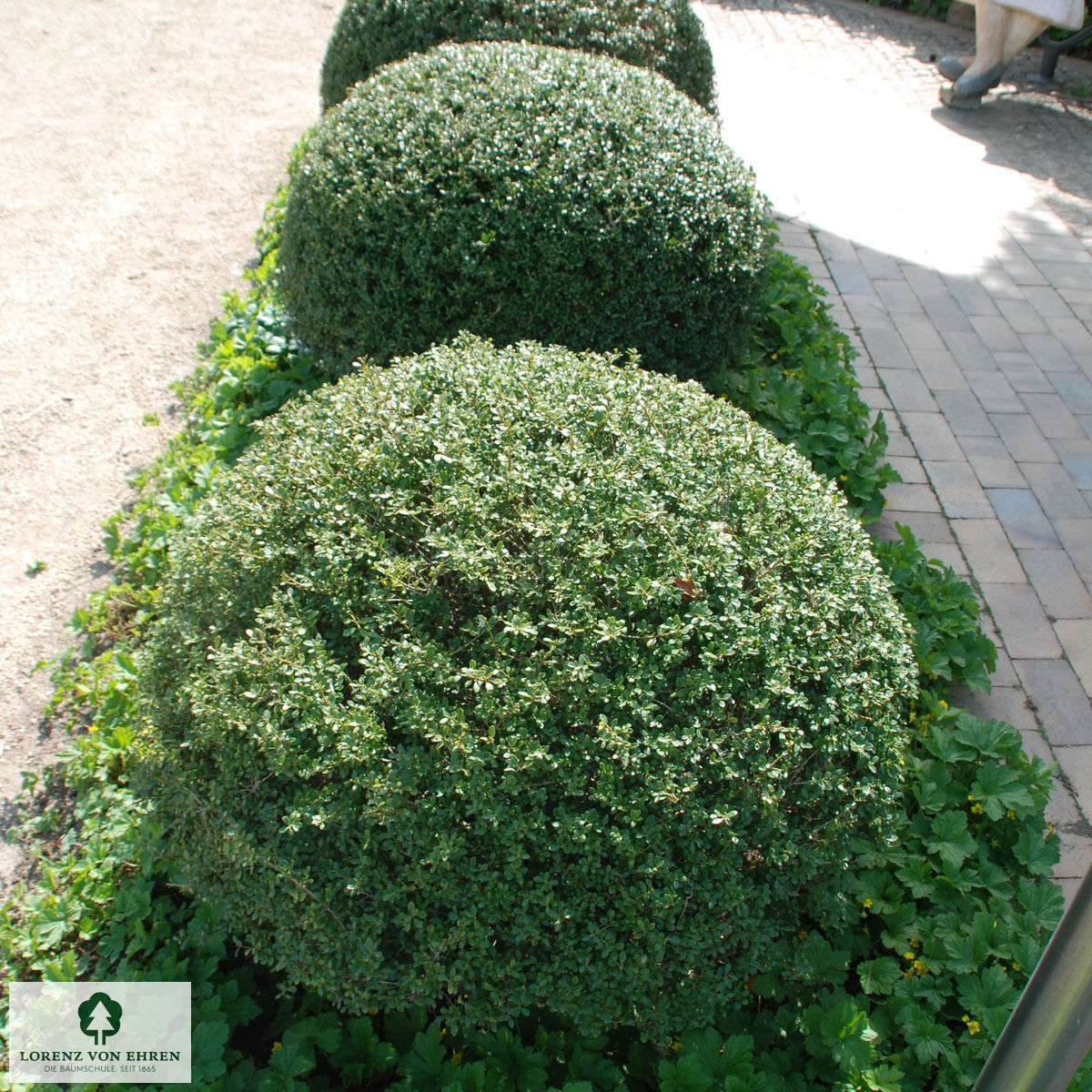 Ilex crenata 'Glorie Gem'