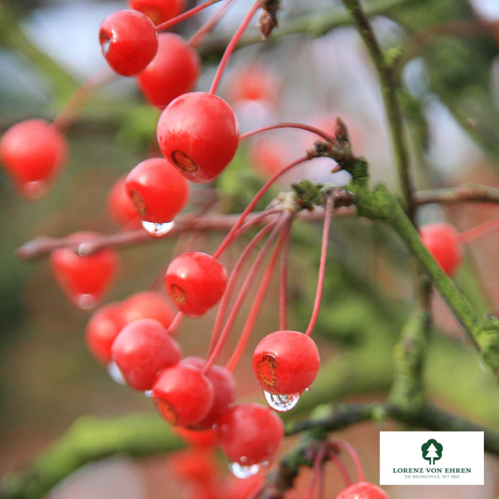 Japanischer Berg-Apfel