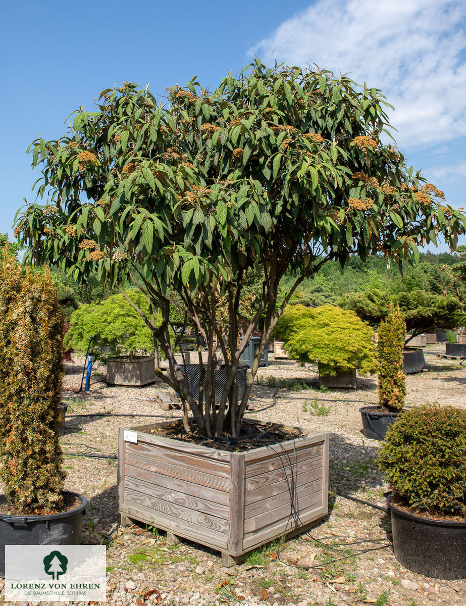 Viburnum rhytidophyllum