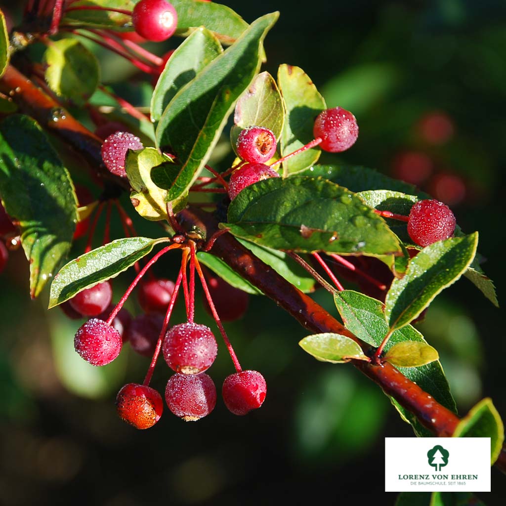 Japanischer Berg-Apfel