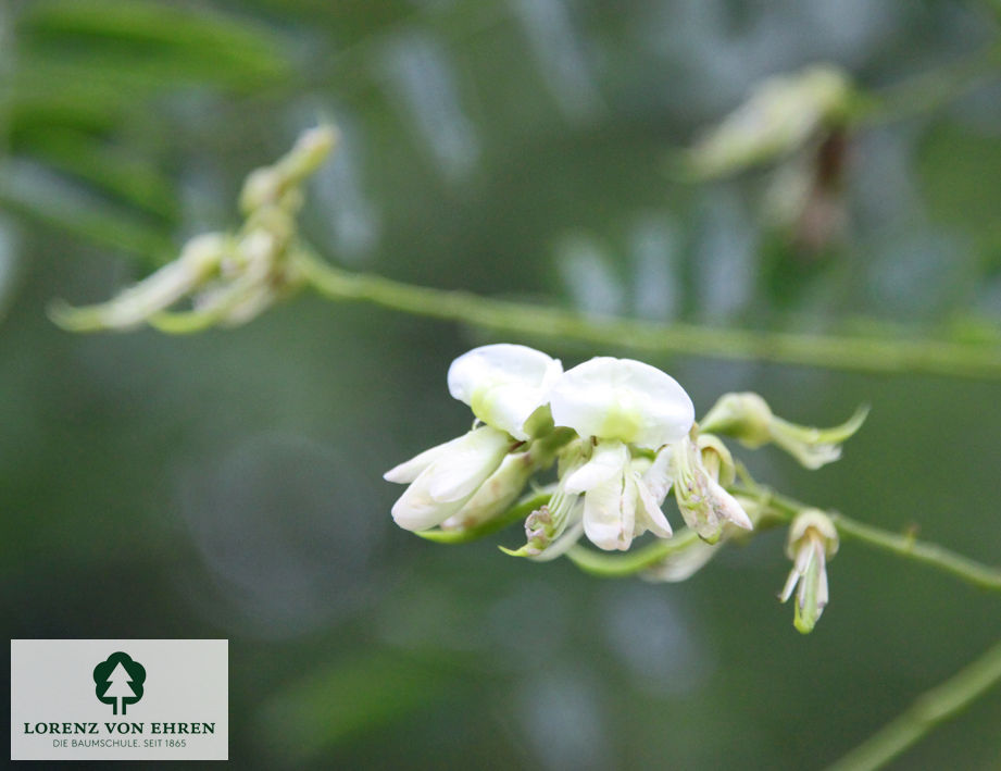 Die zart weiße Blüte des Schnurbaumes