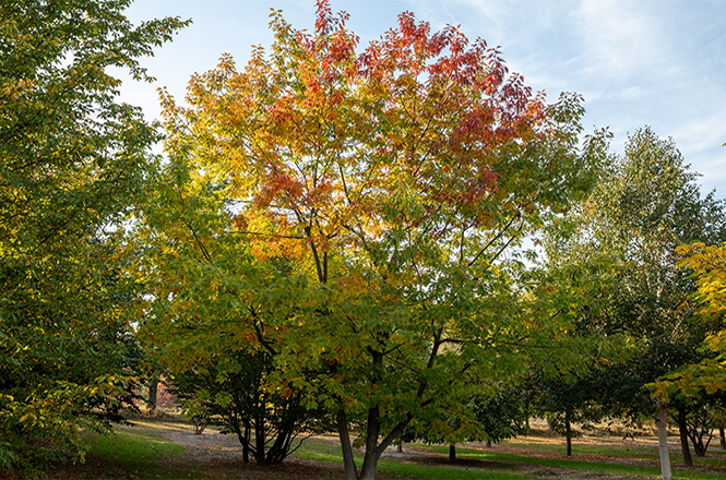 Beginnende Herbstfärbung der Roteiche