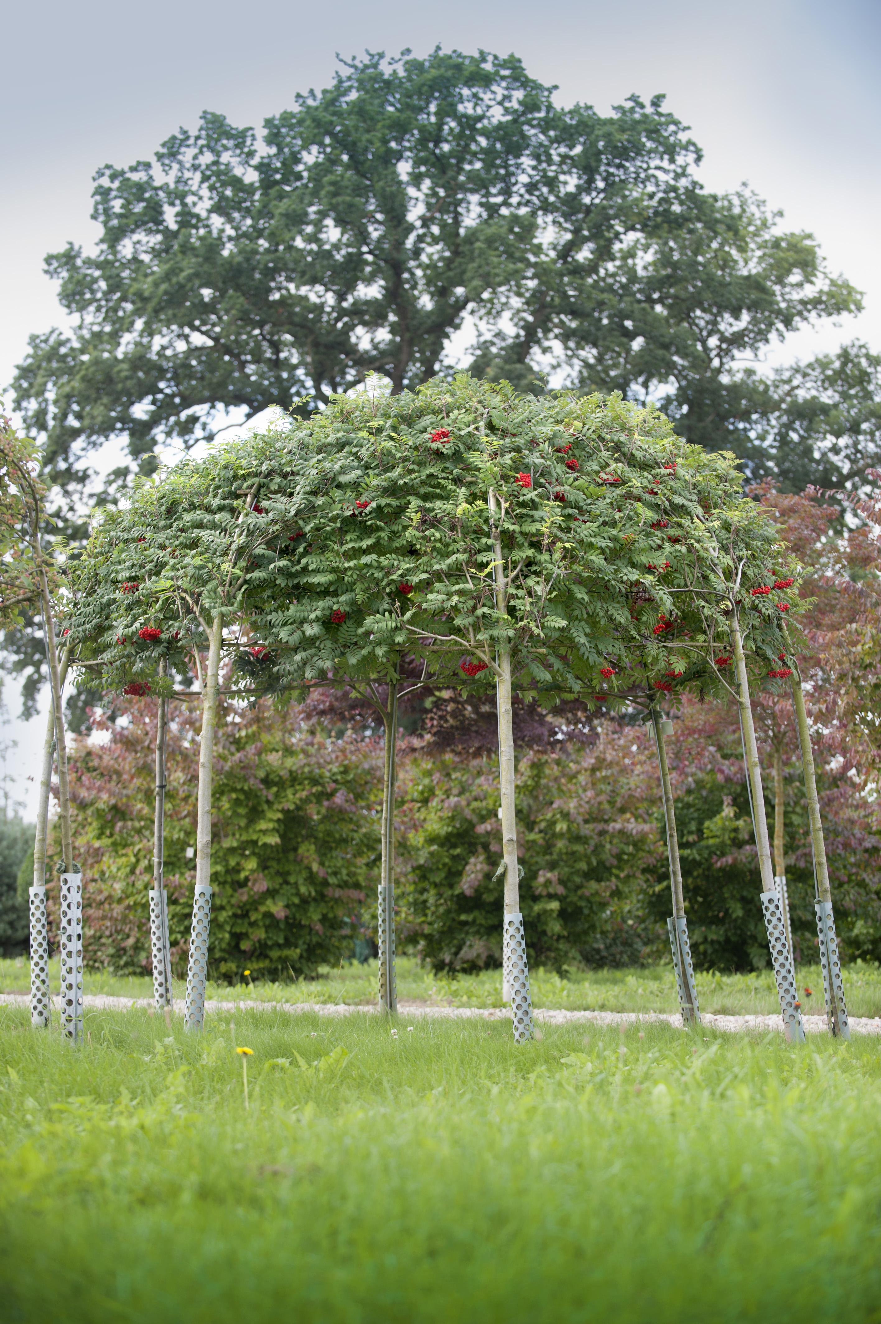 Sorbus aucuparia 'Rossica Major'
