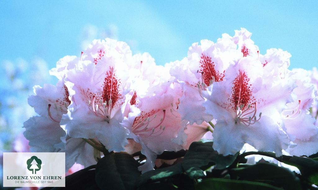 Rhododendron Hybride 'Progres'