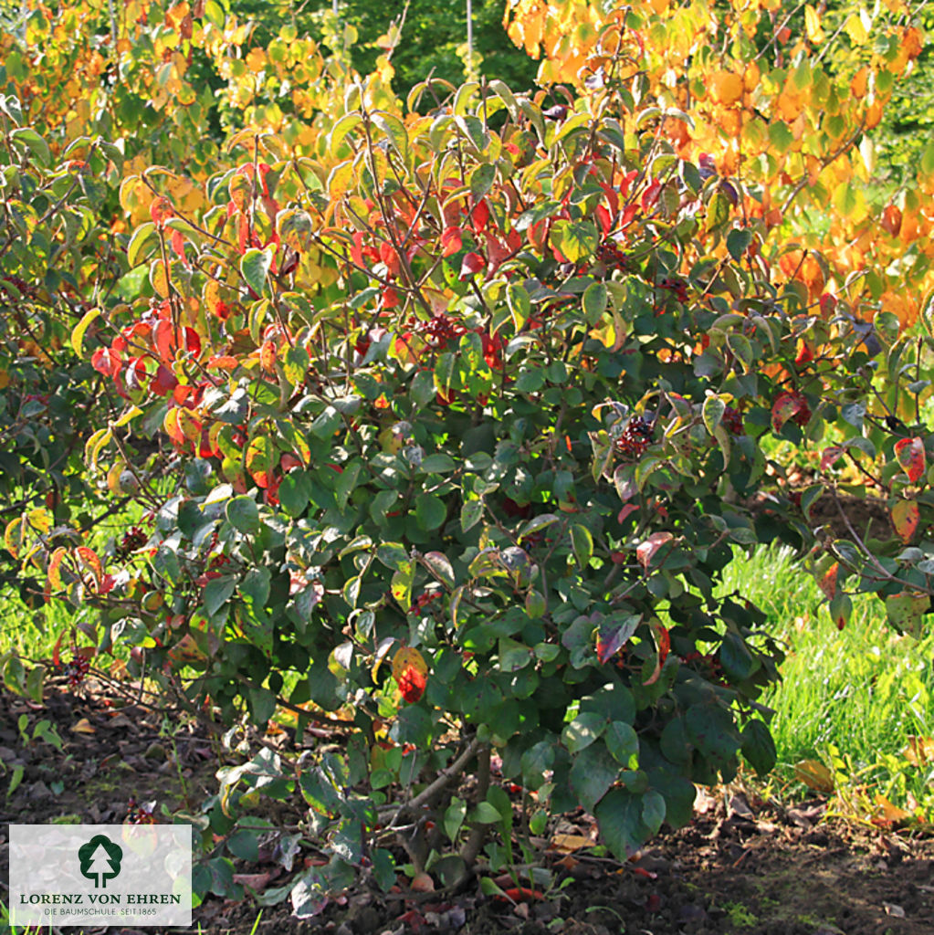 Viburnum carlesii 'Aurora'