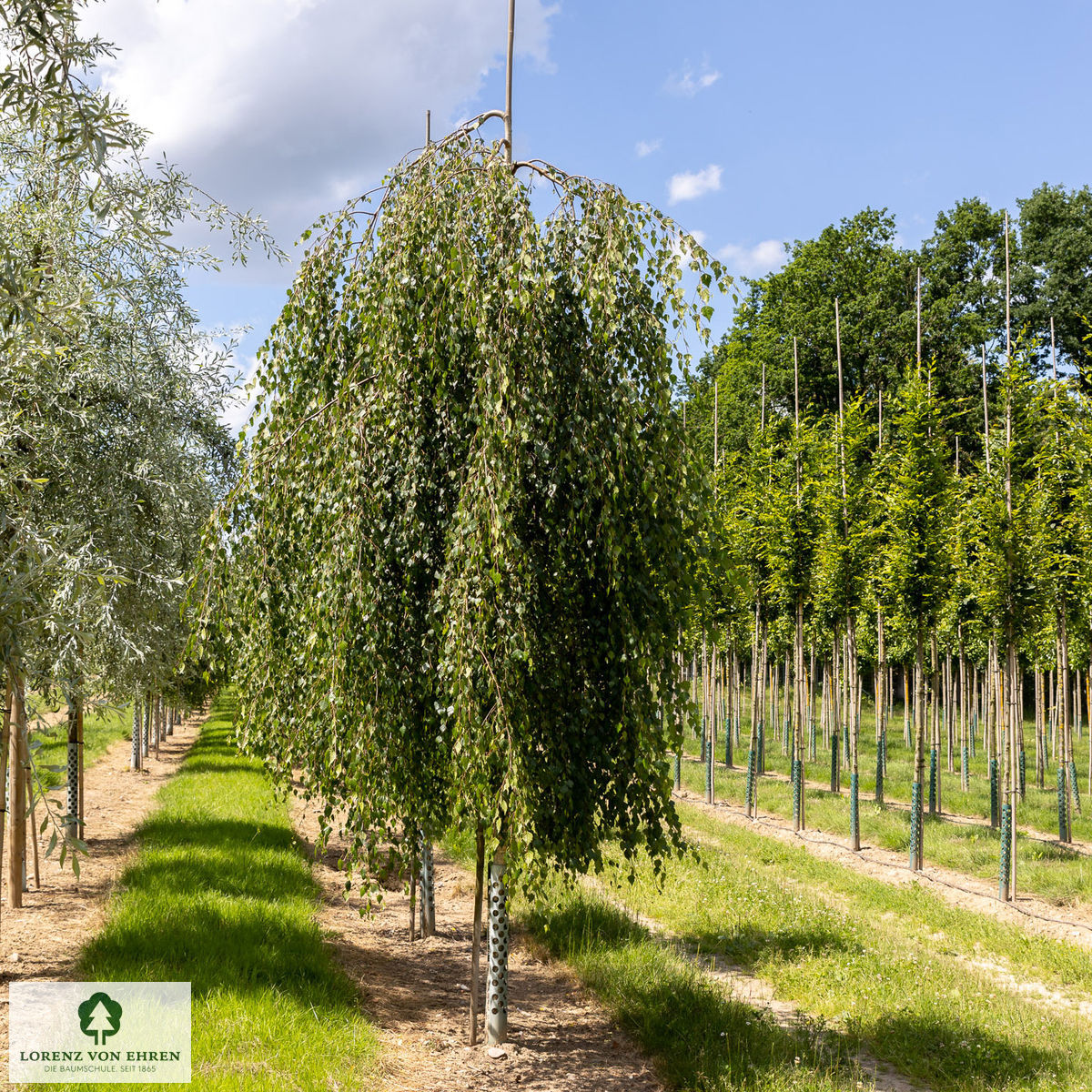 Betula pendula 'Youngii'