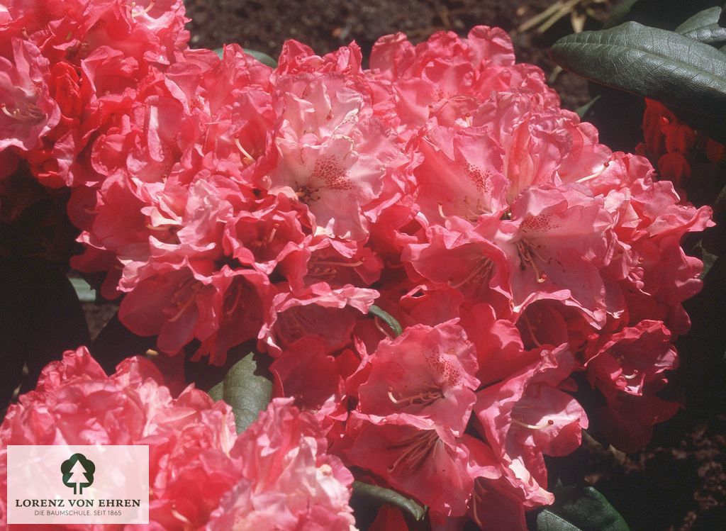 Rhododendron yakushimanum 'Anuschka'