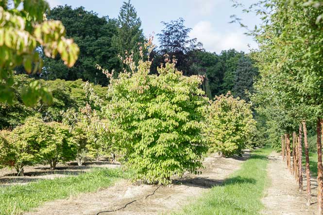 Hartriegel in sattem Grün im Sommer 