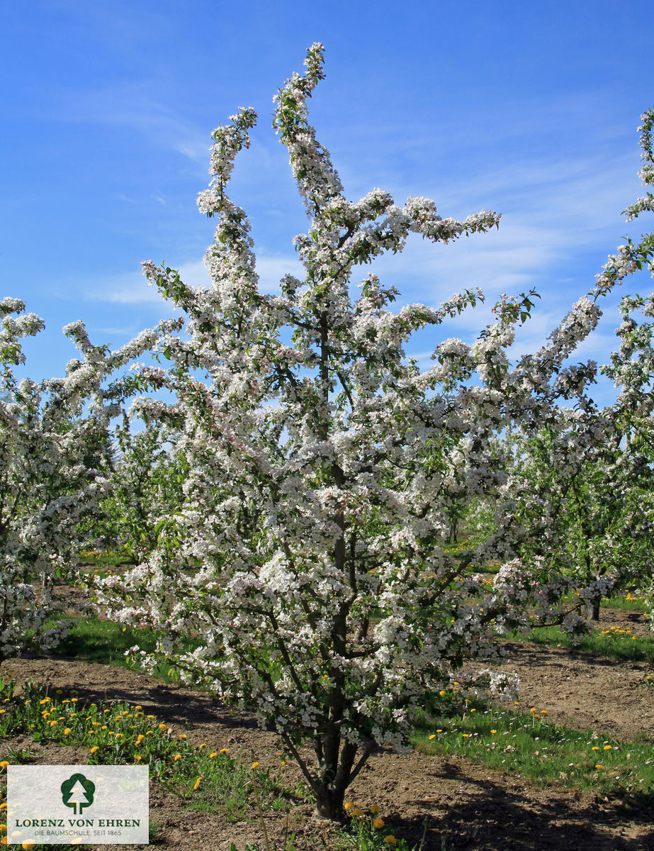 Malus 'Red Sentinel'