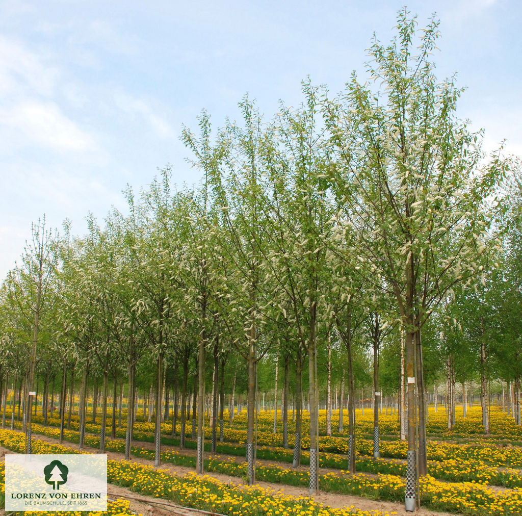 Prunus padus 'Watereri'