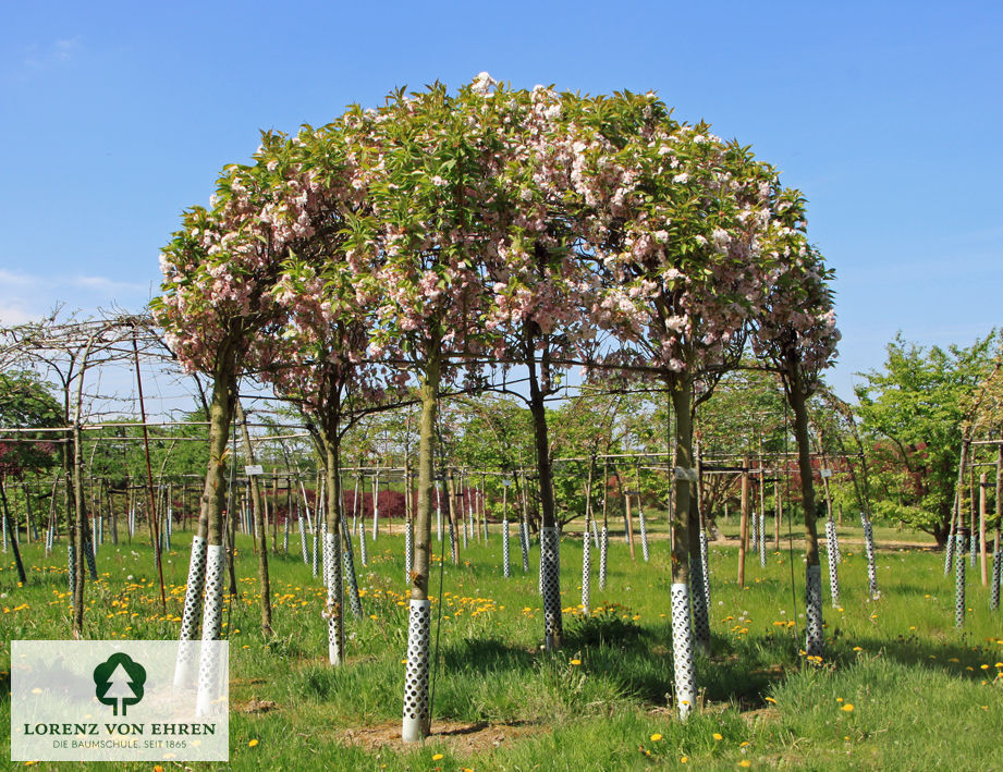 Prunus serrulata 'Amanogawa'