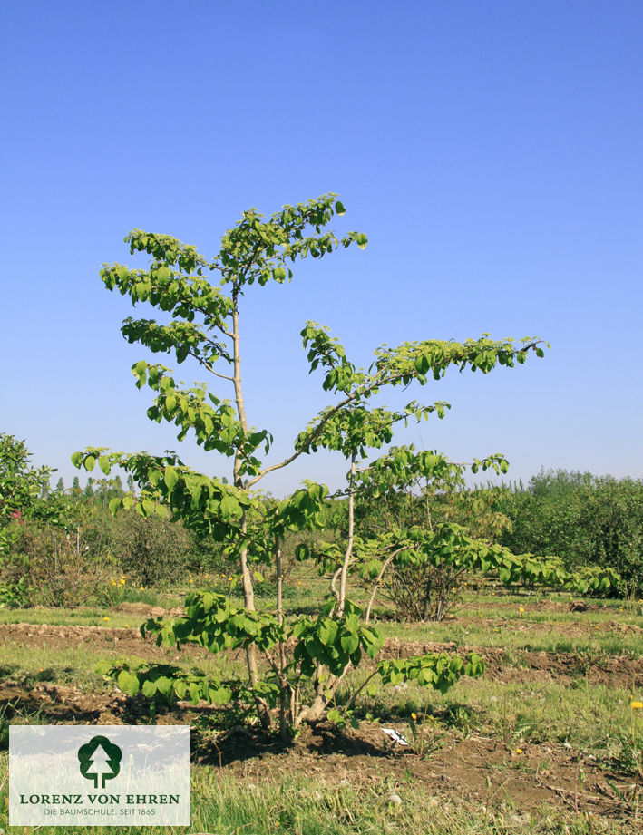 Viburnum plicatum 'Mariesii'