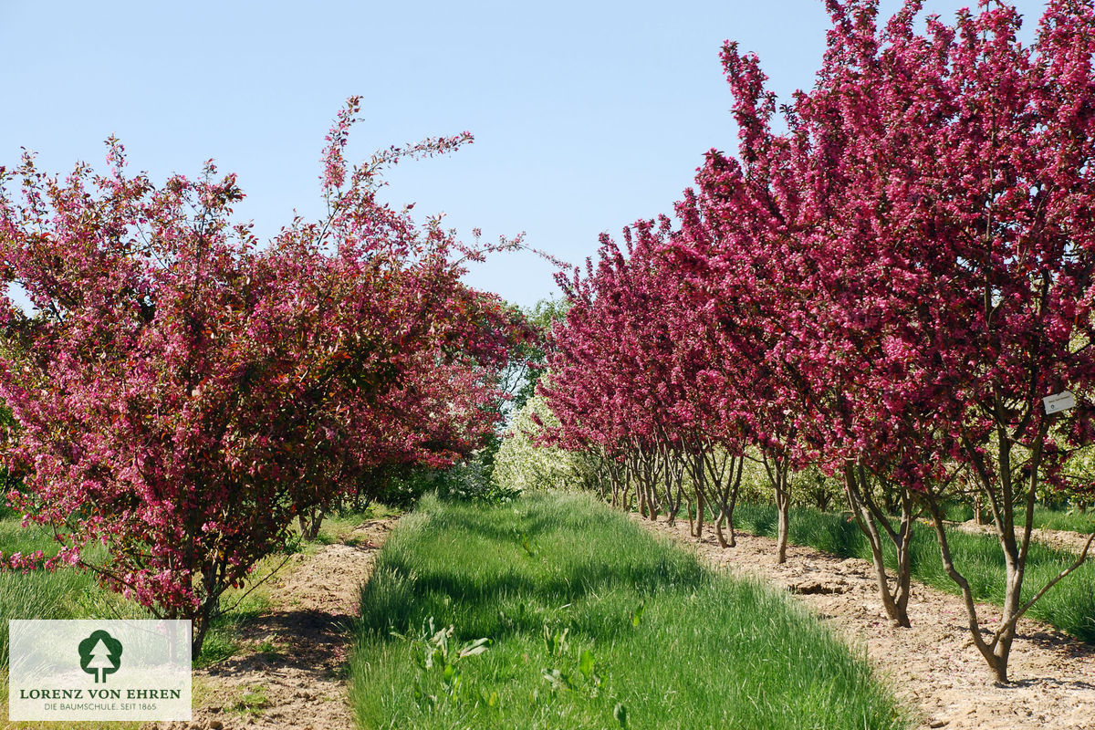 Malus 'Coccinella'