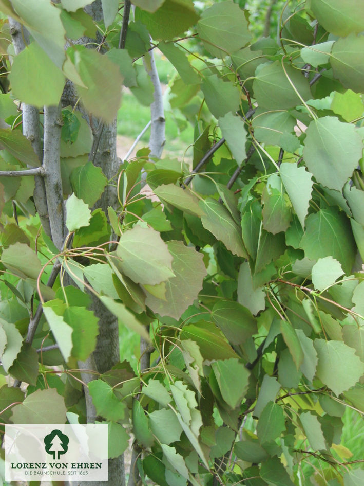 Populus tremula 'Erecta'