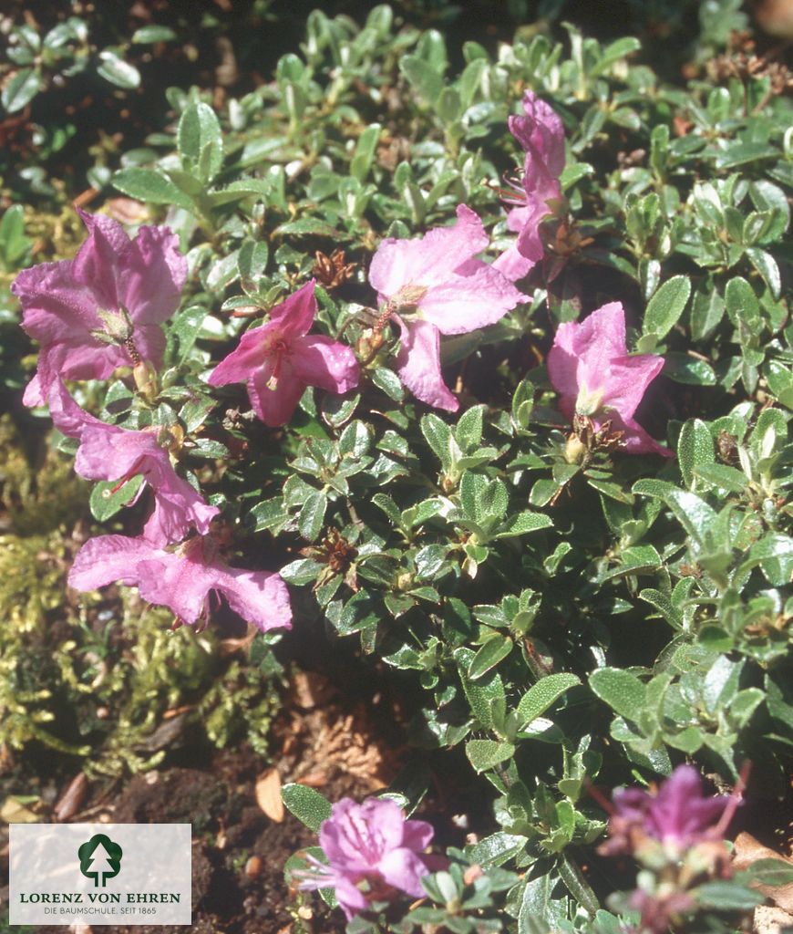 Rhododendron 'Radistrotum'
