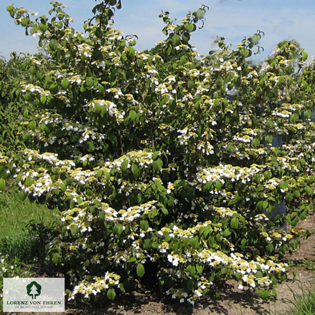 Viburnum plicatum 'Mariesii'
