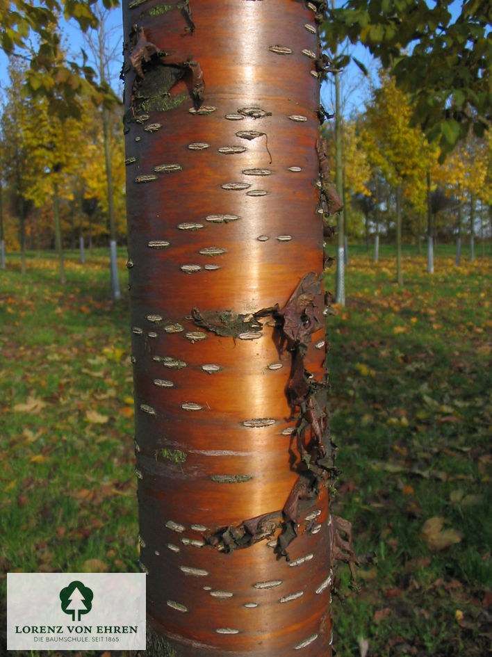 Prunus maackii 'Amber Beauty'