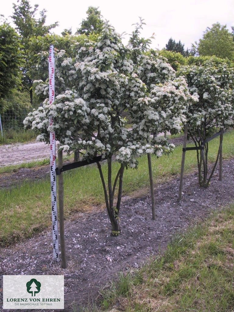 Photinia villosa