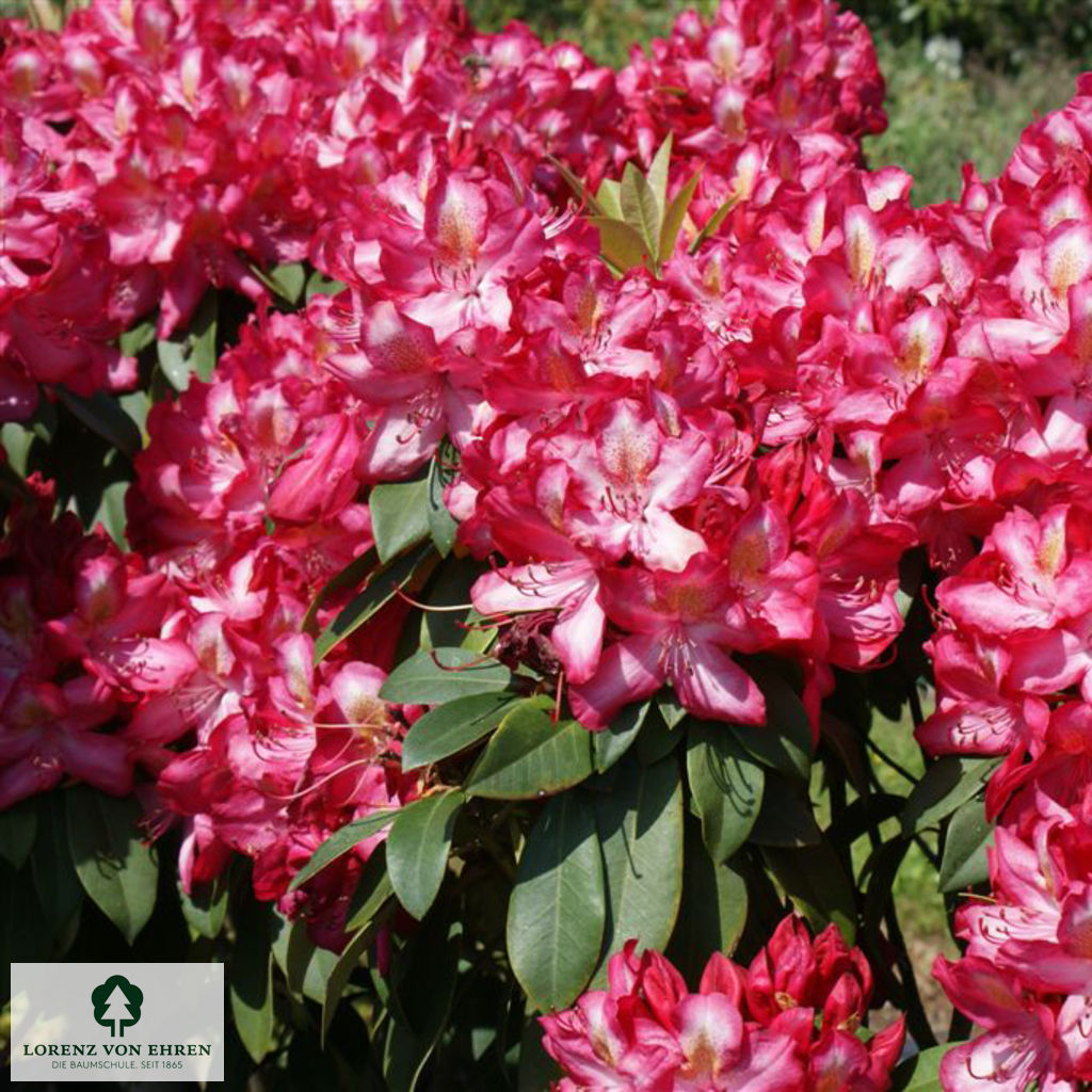Rhododendron Hybride 'Junifeuer'