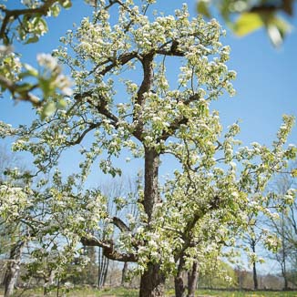 Pyrus communis Conférence Unikat