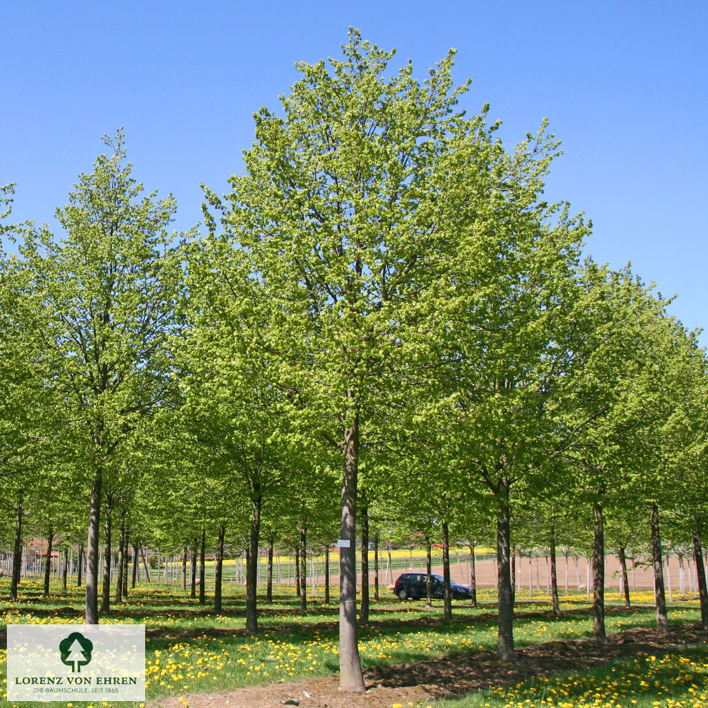 Tilia cordata 'Greenspire'