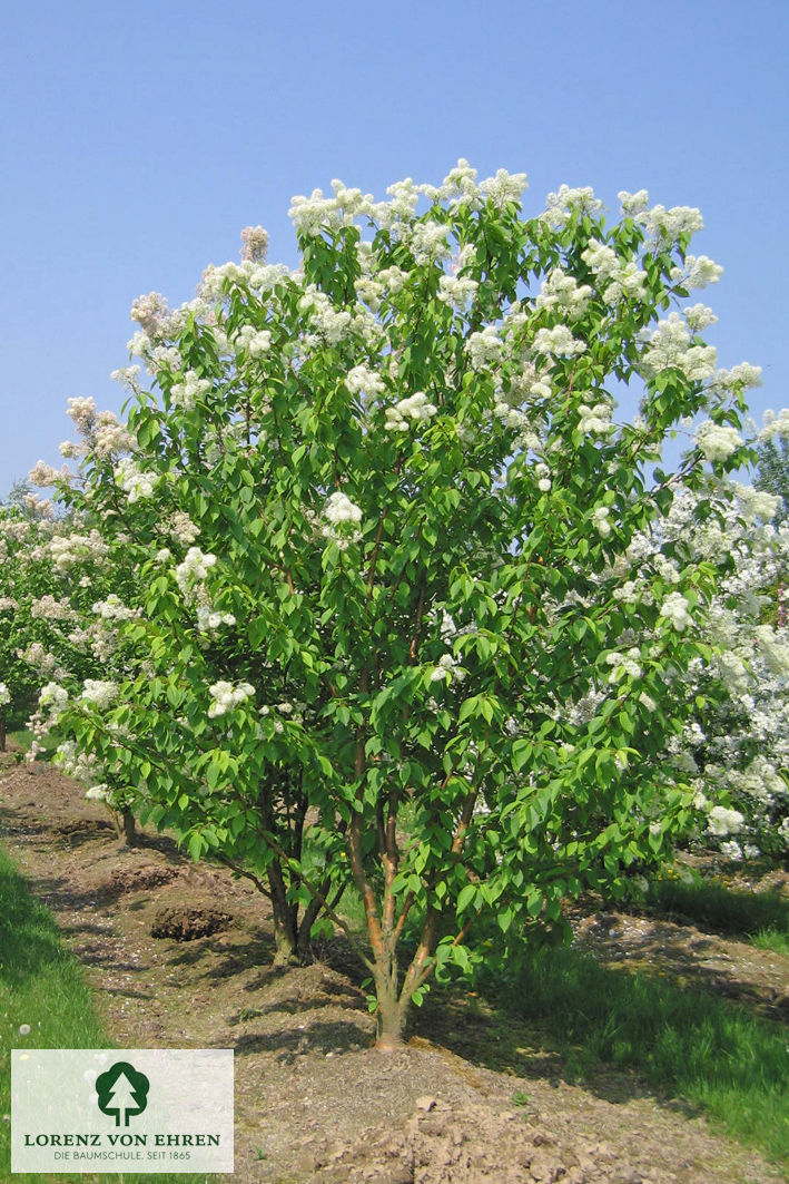 Prunus maackii 'Amber Beauty'