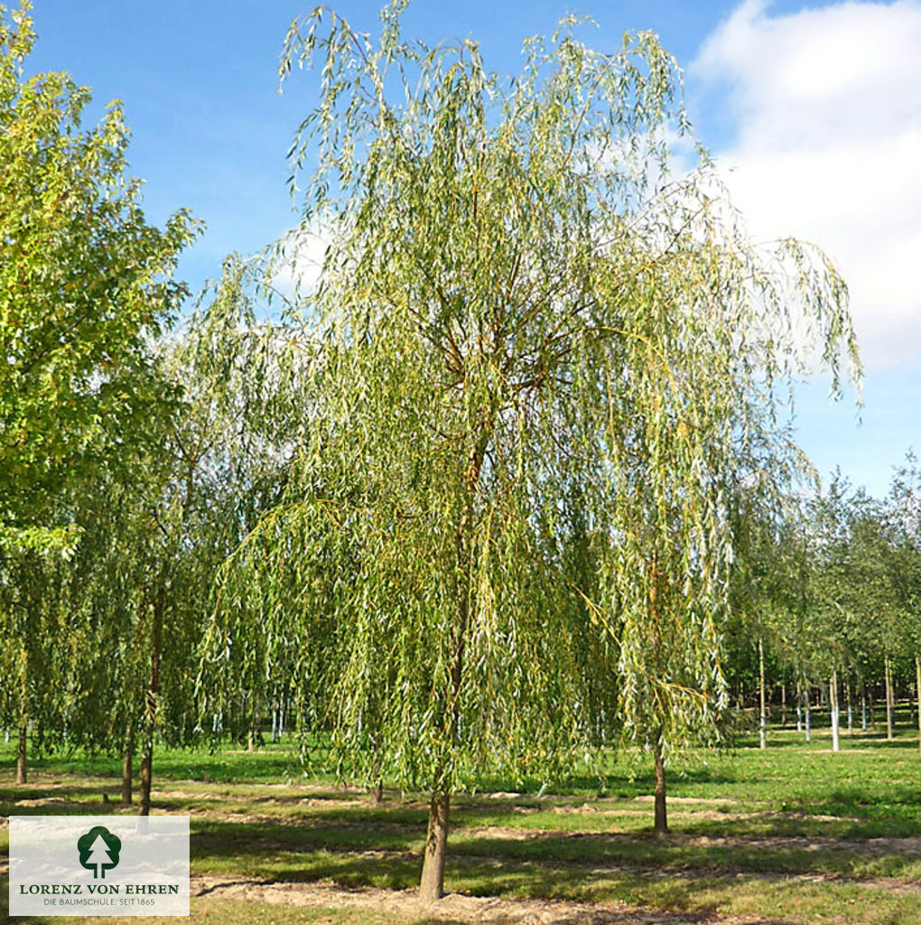 Salix alba 'Tristis'