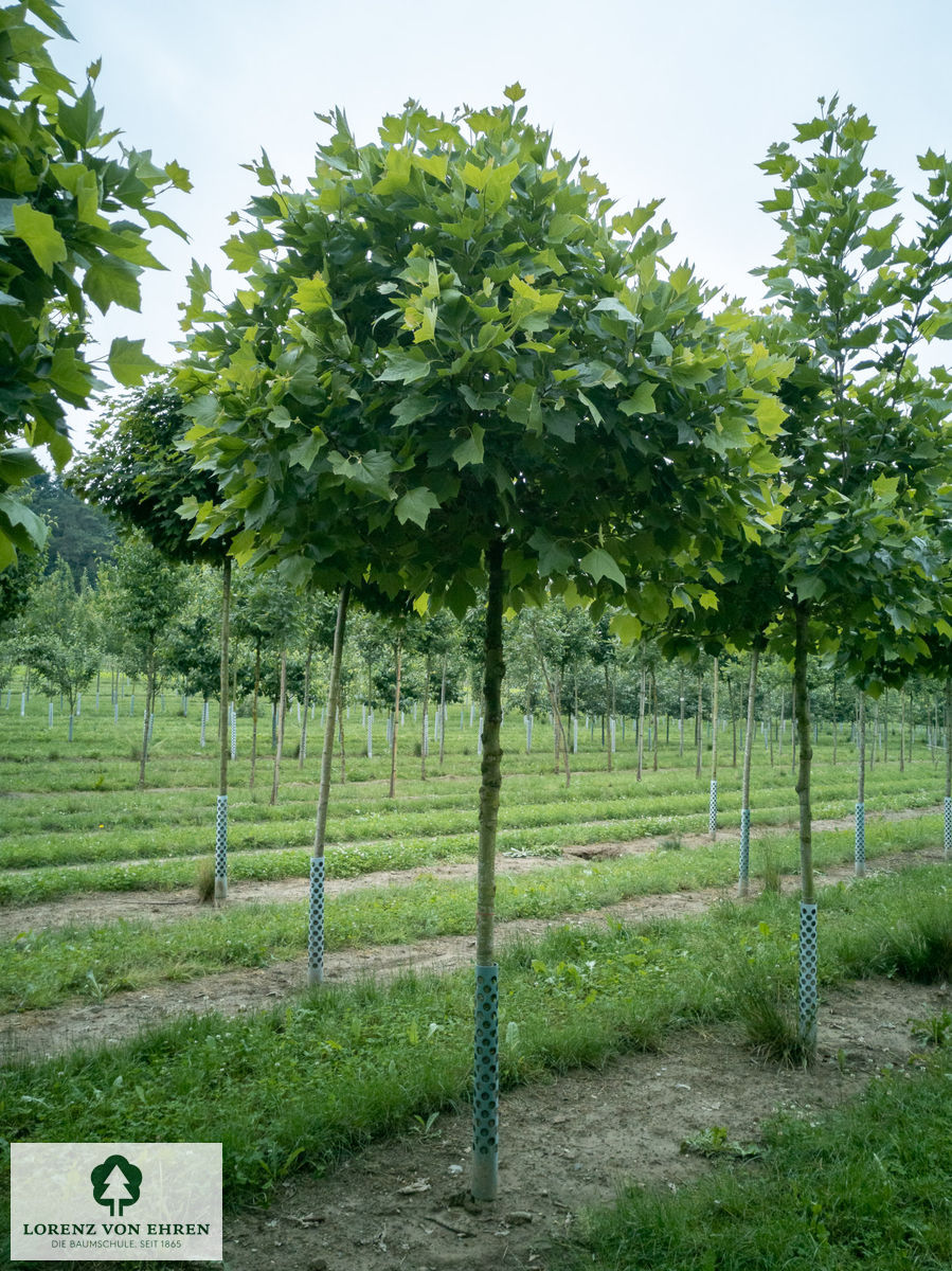 Platanus acerifolia 'Alphen's Globe'