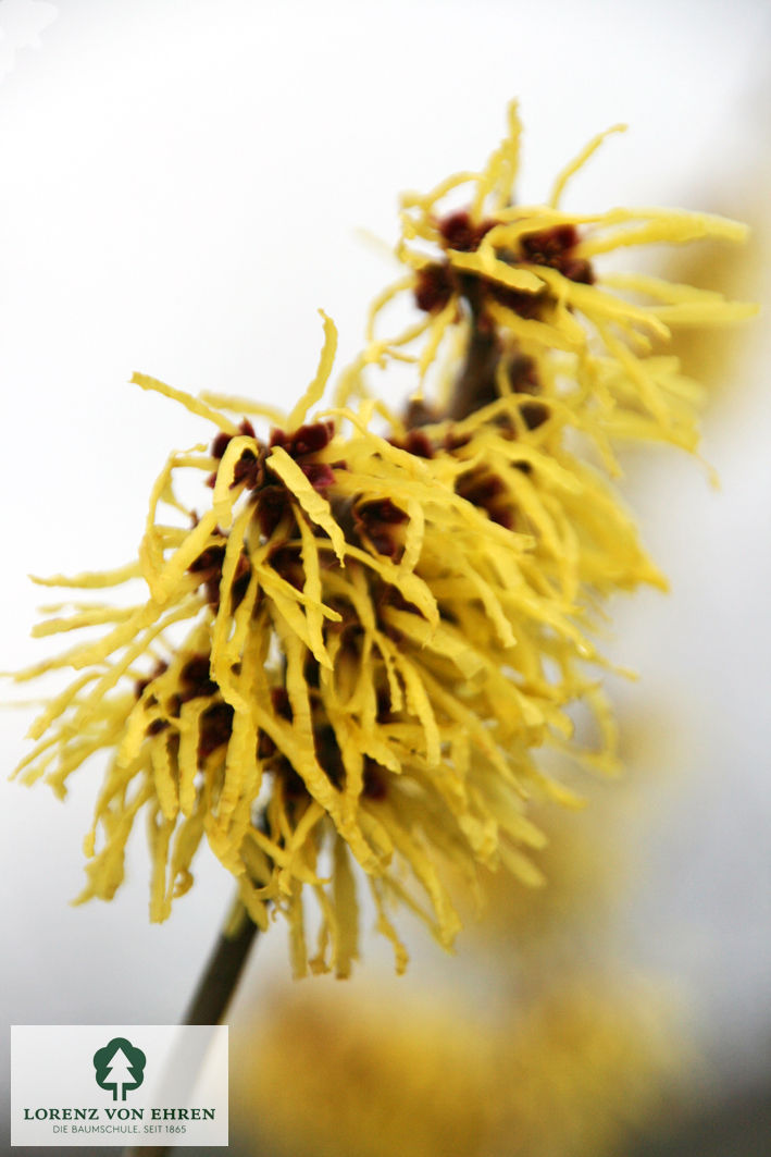 Hamamelis intermedia 'Westerstede'