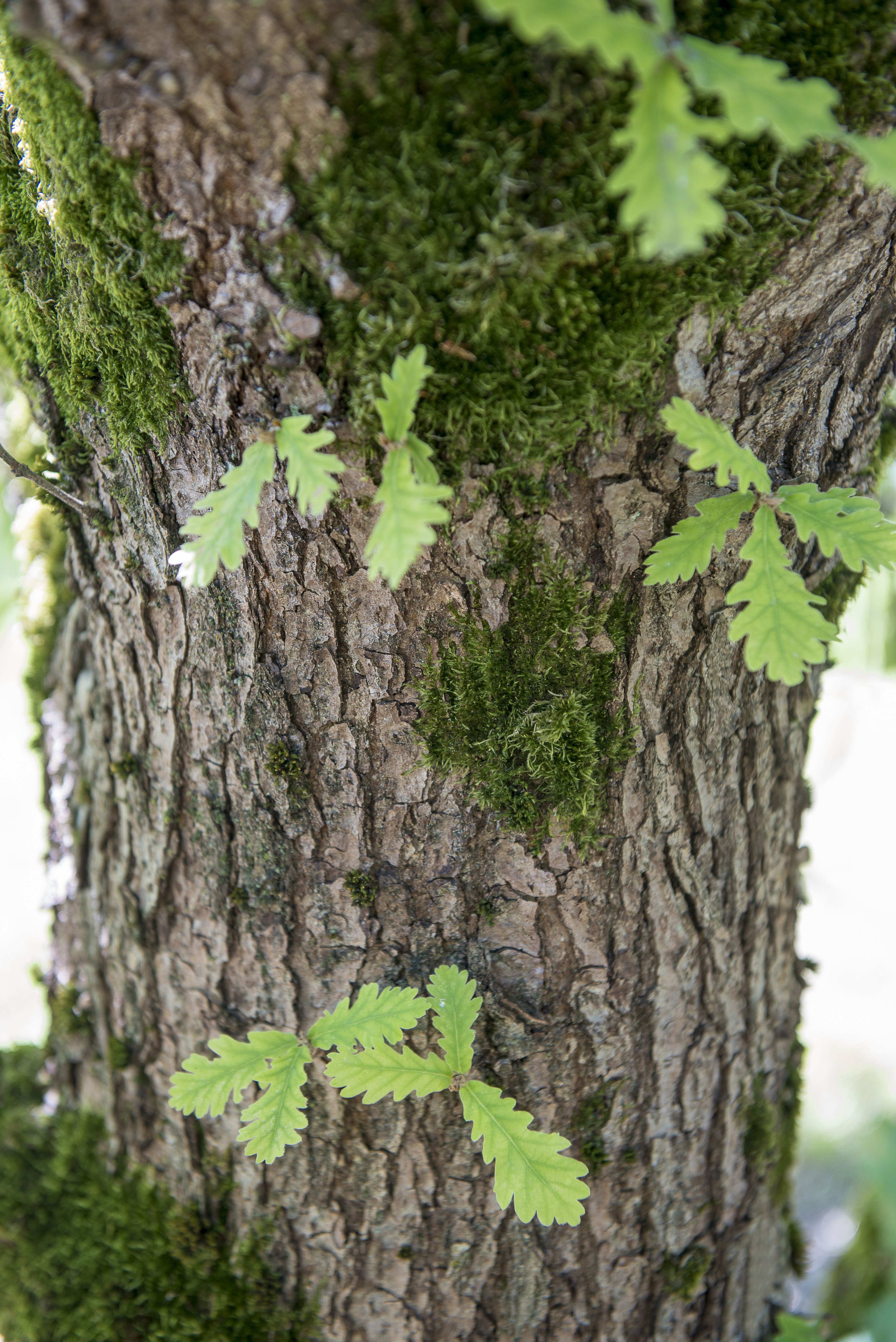 Quercus frainetto Unikat