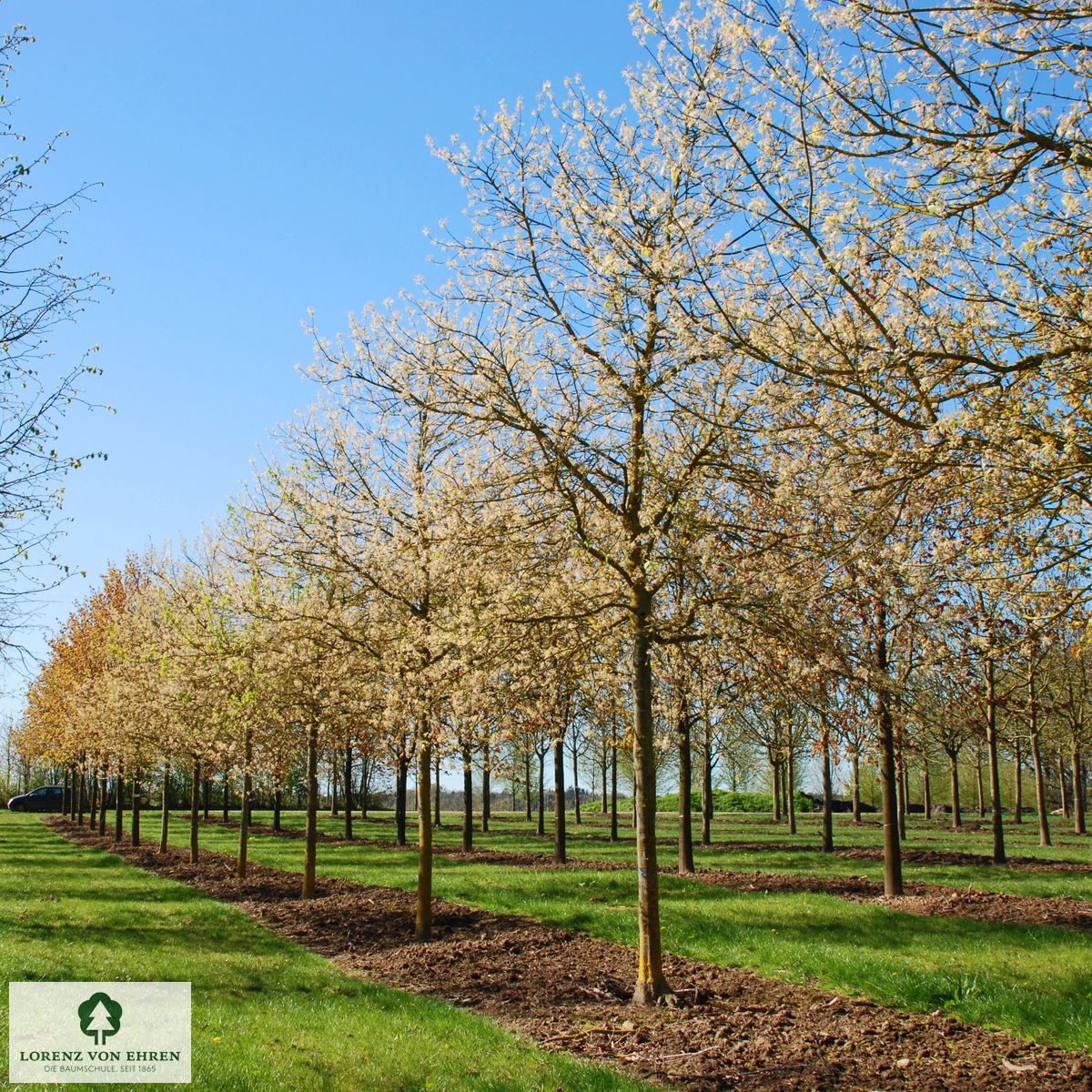 Acer negundo 'Variegatum'
