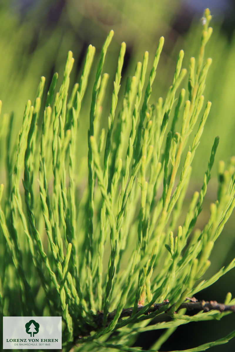 Taxodium distichum 'Nutans'