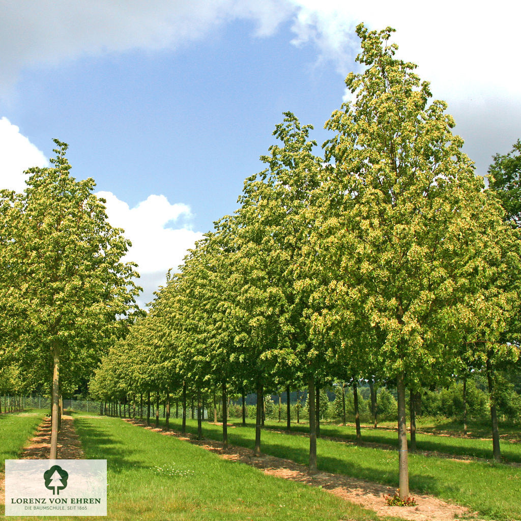 Tilia cordata 'Greenspire'