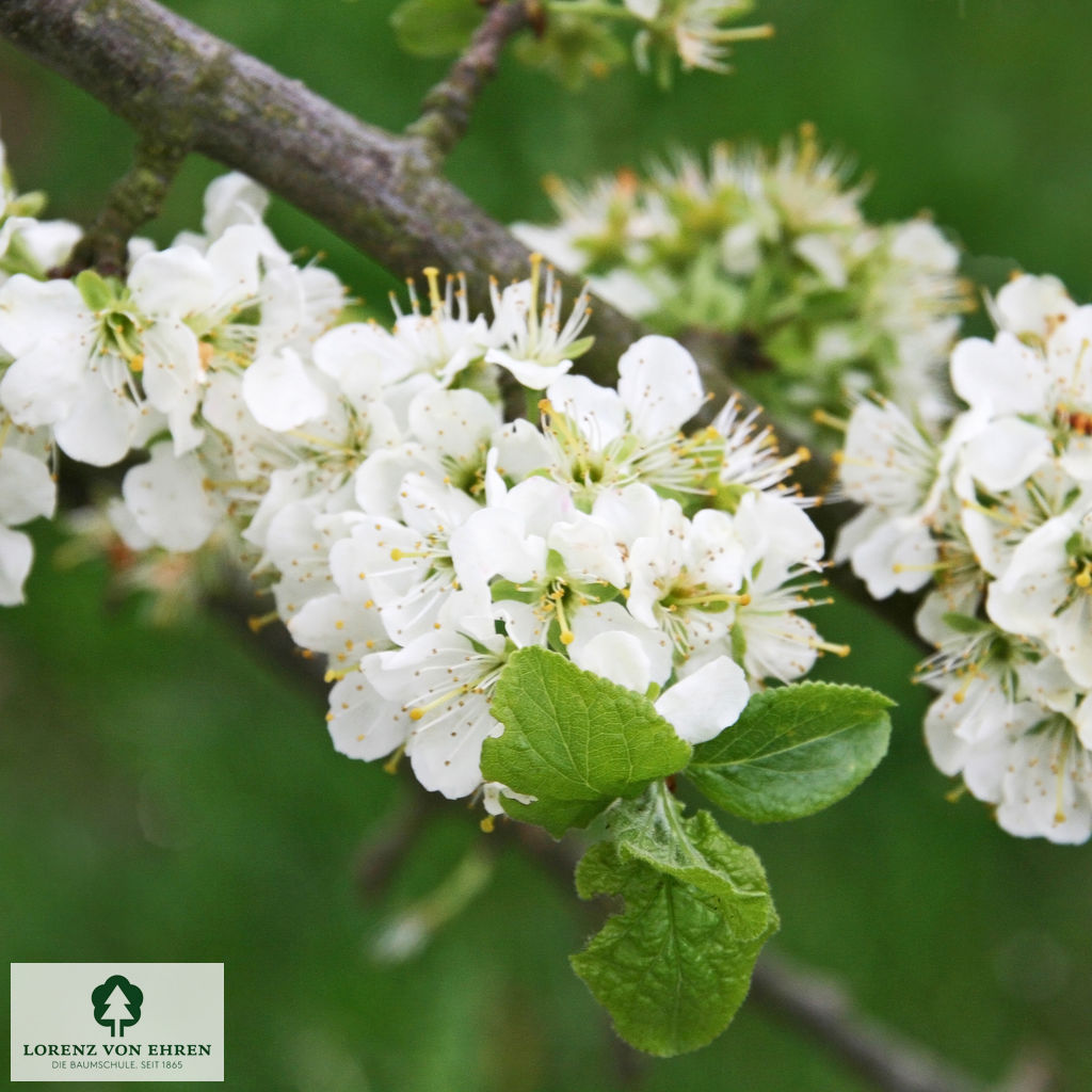 Prunus domestica 'The Czar'