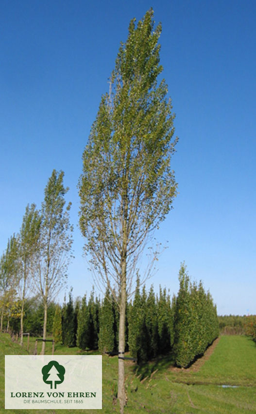 Populus nigra 'Italica'