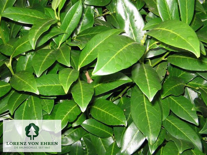 Prunus laurocerasus 'Herbergii'