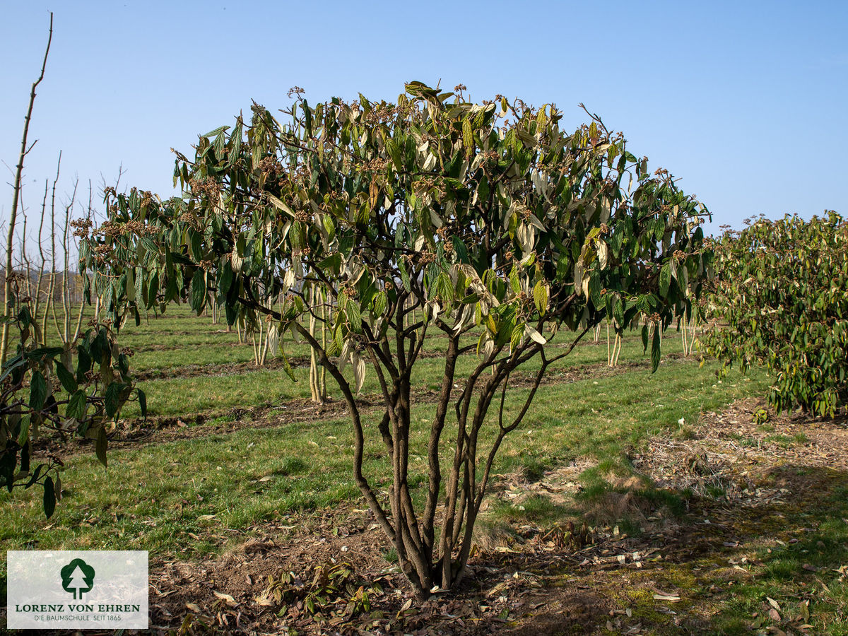 Viburnum rhytidophyllum