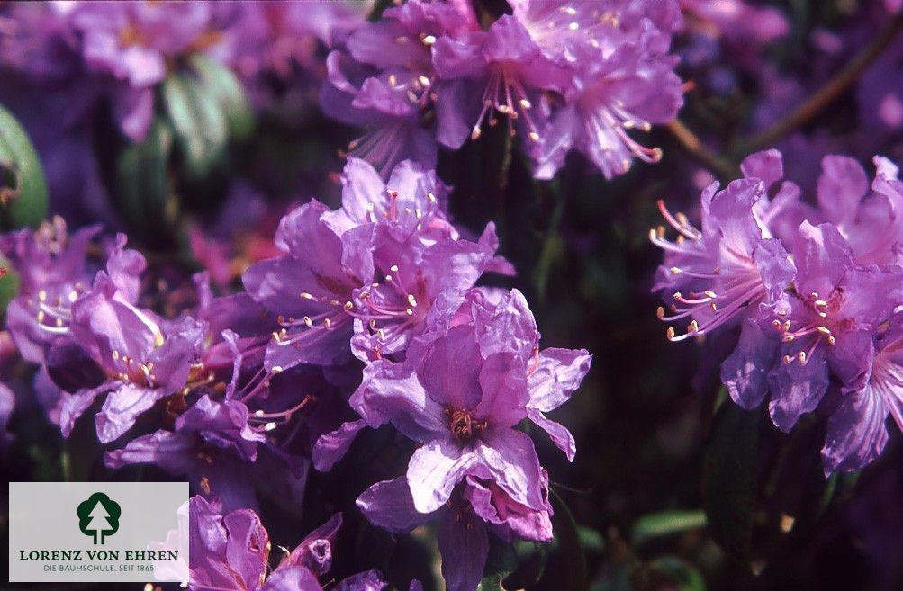Rhododendron russatum 'Azurwolke'