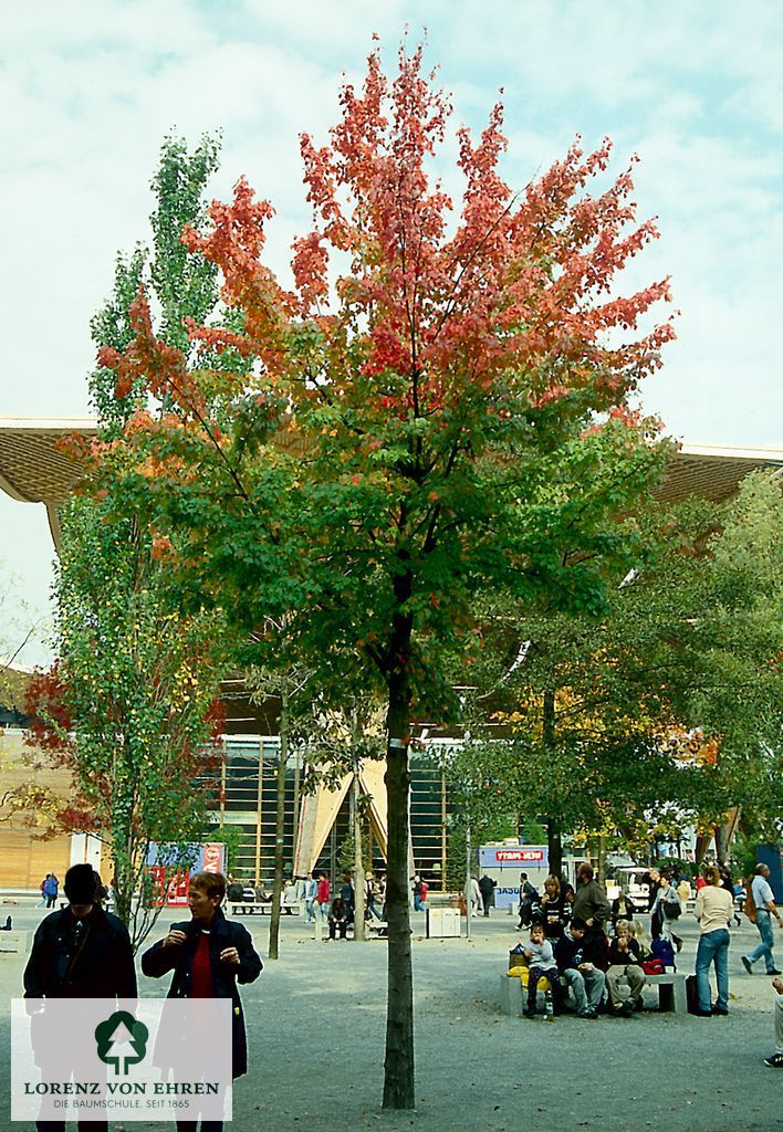Acer rubrum 'Red Sunset'