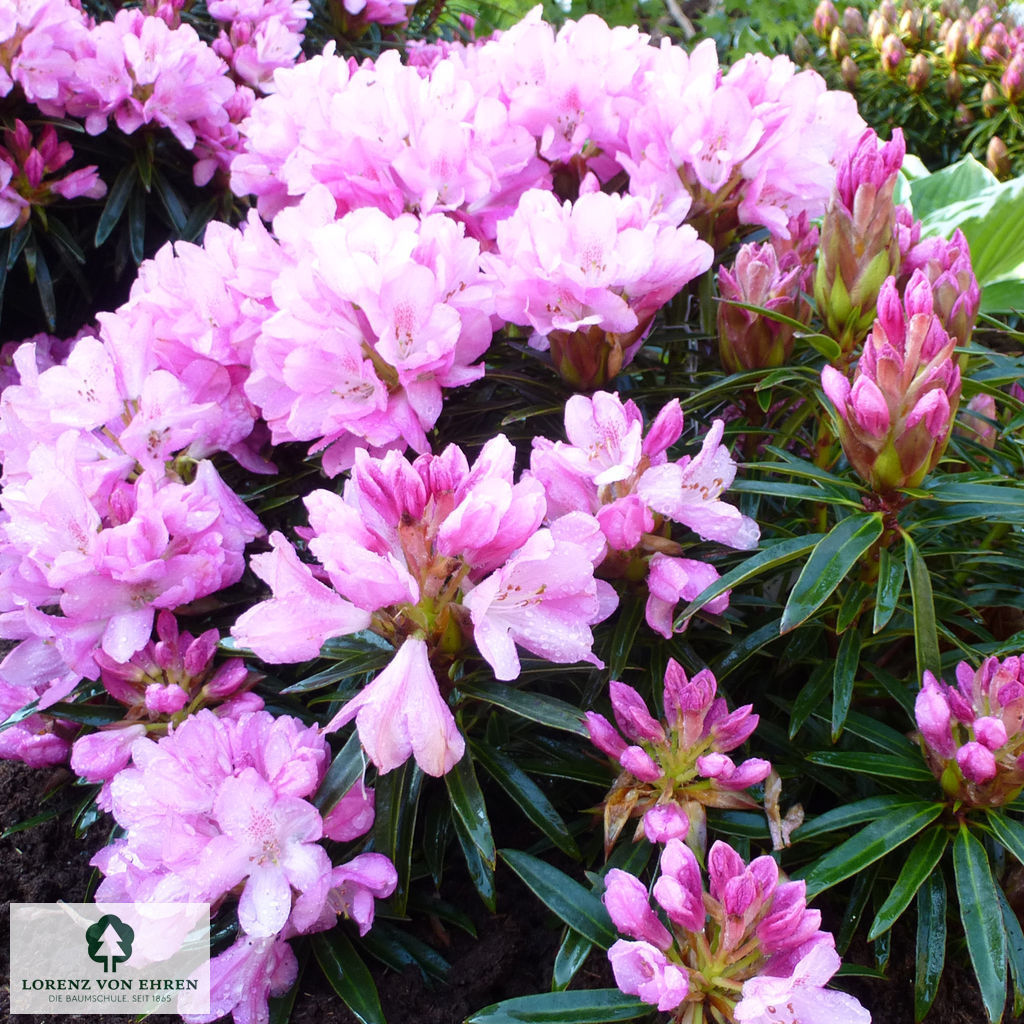 Rhododendron ponticum 'Graziella'