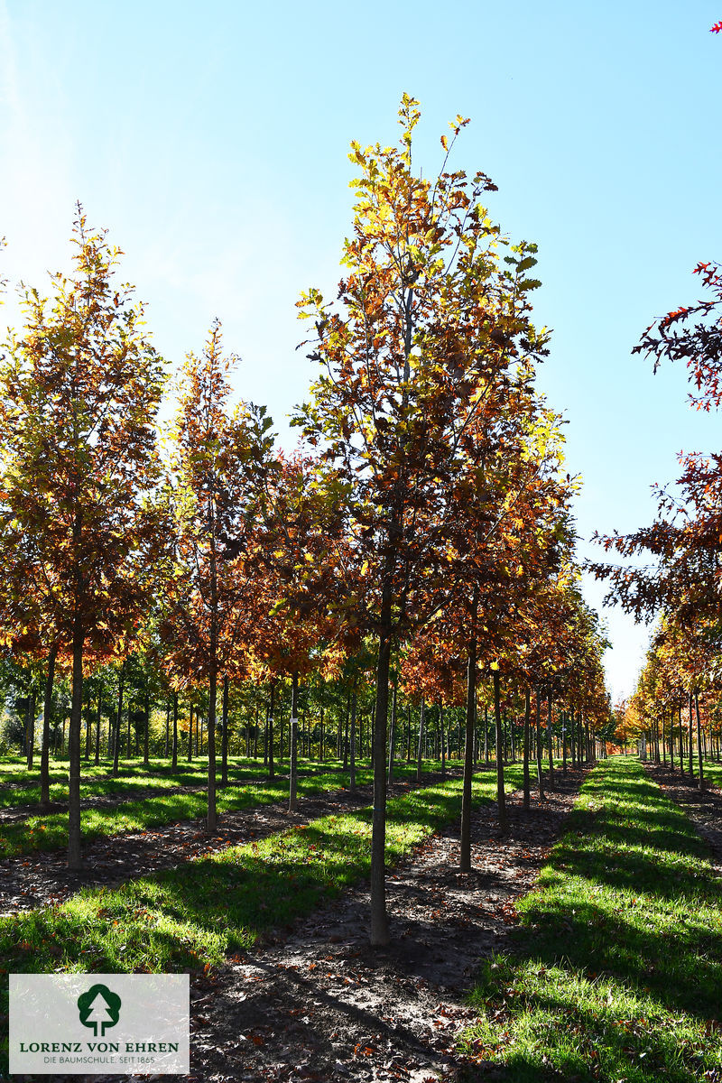 Quercus frainetto 'Trump'